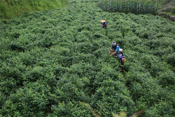 7月の菊の手入れ、秋に花を増やす5つの必須タスク