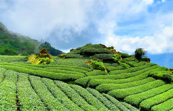 庭の雑草でお困り？地被植物に生えた草を安全に取る3つの方法