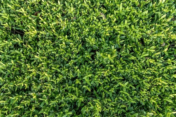 庭の雑草でお困り？地被植物に生えた草を安全に取る3つの方法