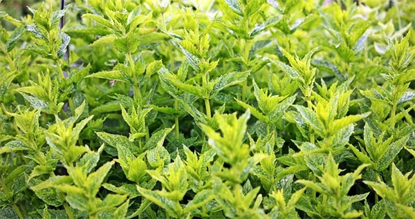 木の年齢を調べる簡単な方法 幹の周囲だけで樹齢がわかる